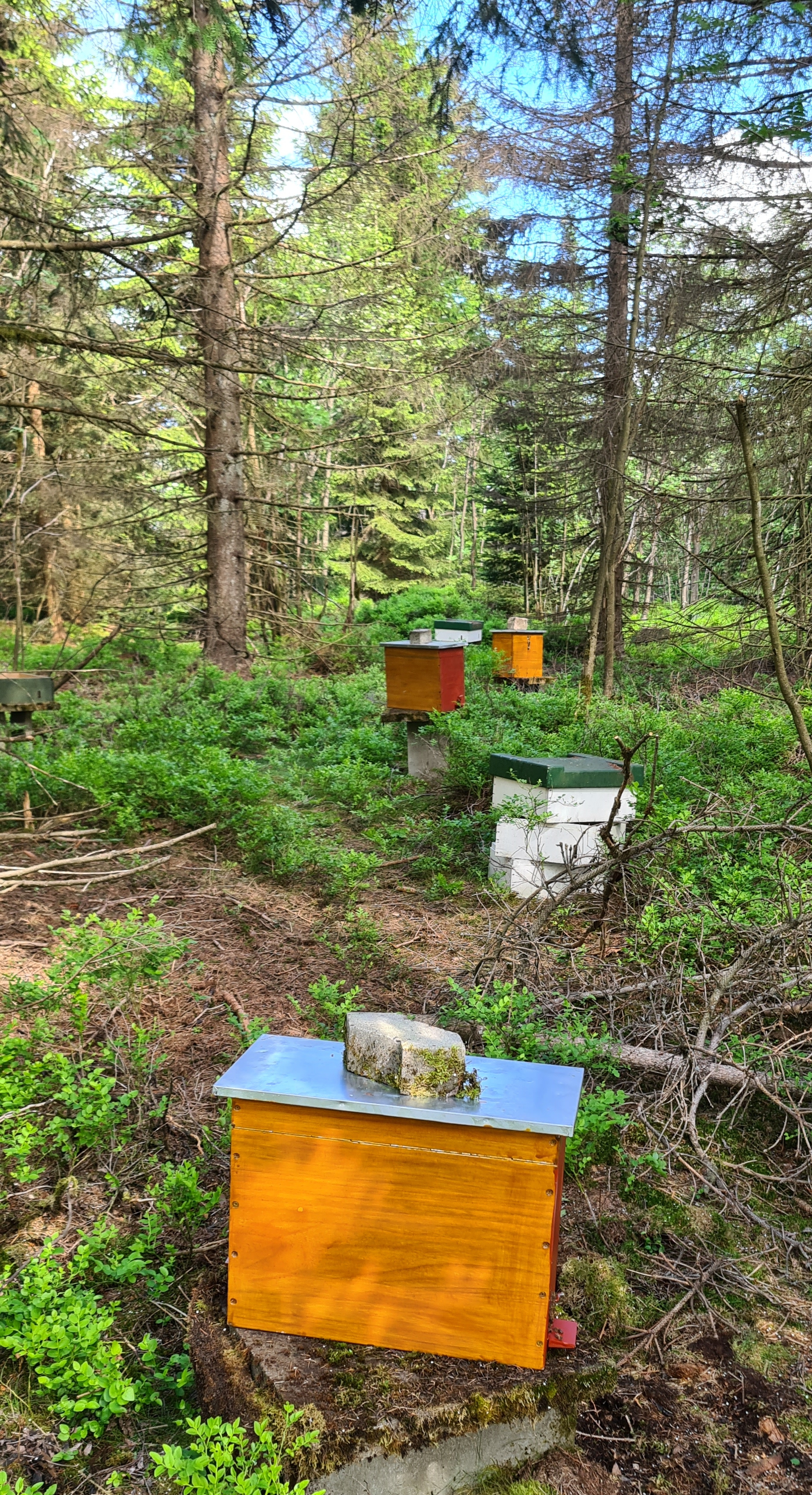 Bienenstand in der Natur